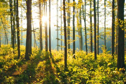 Лесные массивы